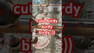 Funny Small birds at the pet-shop