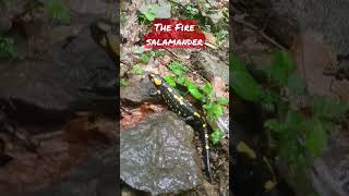 The Fire Salamander - Salamandra salamandra - salamandră de foc