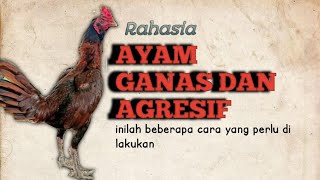 AYAM GANAS DAN AGRESIF, LAKUKAN HAL INI