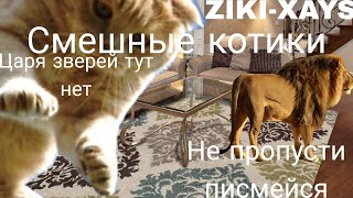 смешные видео про животных //#смешно //#приколы2023 //#круто //!!!