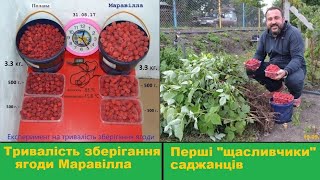 Малина Маравілла - зберігання ягоди, транспортабельність, врожайність та посадка 2017