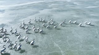 Wild swans become 'ice walkers' in N China