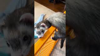 Honey the Ferret Escape attempt BUSTED #ferretnation  #ferret #cute #funny