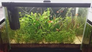 20 gallon walstad aquarium, platy tank, 9 month update. (no ferts or co2 added)