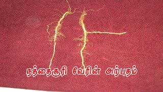 நத்தைசூரி வேரின் அற்புதங்கள் - Nathaisoori root - நத்தைசூரி - நத்தைசூரி செடி