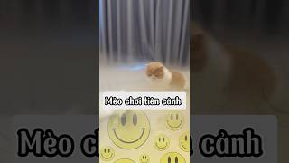 Ngọc Hoàng Meo giáng thế | hài hước mọi lúc #shorts #funny