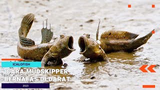 Cara Ikan Mudskipper Gelodok Tembakul Bernafas Di Darat