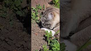 Cat catching mouse..