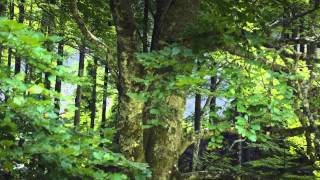 Trailer "Making an Ancient Forest - Kalkalpen National Park"