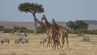 Male Giraffes "Necking"