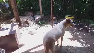 Cachorro Au Au Au