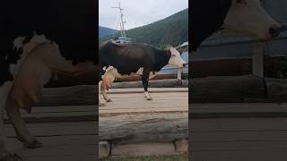 cow belike❤️ #foryou #shortvideo #animals #animallover #cow #cowlover #fyp