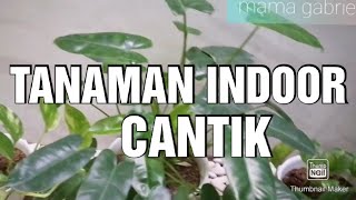 TANAMAN INDOOR CANTIK untuk orang sibuk dan malas 😁