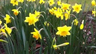 Fortune Daffodils | Bulbs in Bloom