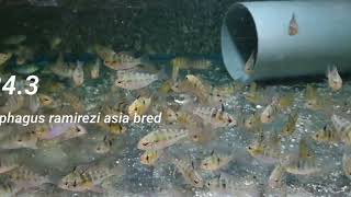 MIKROGEOPHAGUS RAMIREZI ASIA BRED M