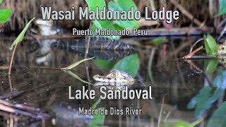 Amazon Adenture at Wasai Maldonado Lodge and Lake Sandoval in Puerto Maldonado, Peru   4K