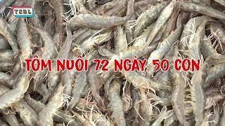 Thu hoạch tôm nuôi mô hình bạt bờ đáy lưới