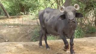 desert life Watch two buffaloes fight in the Thar desert#animals #desertlife #villagelife#rajistan