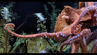 Exploring the Giant Pacific Octopus: A Deep Dive | W3schools