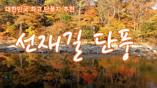 절정의 선재길 단풍[4K] - 최고의 단풍관광지 추천 /오대산 월정사에서 상원사에 이르는 꿈의 단풍길