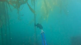 2022 Spearfishing @ Monterey Big Sur California Shooting Olives Blues rockfish surf perch norcal