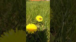 Bee Pollinating Dandelion #pollinators