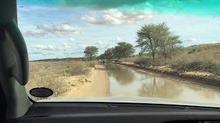 Kgalagadi Transfrontier Park after heavy rain, Feb. 2020