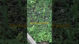 Indian greens / Amaranths/ Siru Keerai @Myhomegarden-unlimited