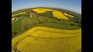 Oilseed Rape fields - 21st April 2014