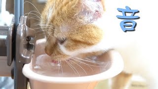 【水を飲む音をお楽しみください】猫のミー リッチェル ウォーターディッシュ Mとウォータースタンド使用。子猫の立ち耳スコティッシュフォールド