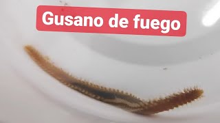 GUSANO de FUEGO URTICANTE | ACUARIO MARINO