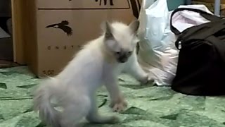 АГРЕССИЯ, НЕ ПОКАЗЫВАТЬ КОТИКАМ!!!! СУМАСШЕДШИЙ КОТЁНОК CRAZY KITTY