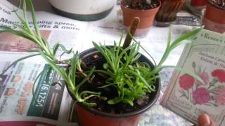 Grow Carnations from seed