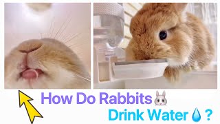 Let’s See How Cute Netherland Dwarf Rabbit Drinks Water ➡️