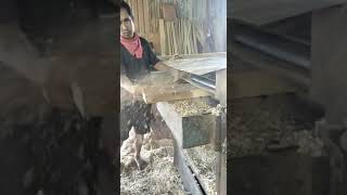 proses kayu jati