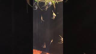 Angel fish and red head Tapajos Juveniles #short