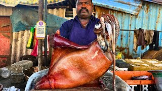 KASIMEDU SPEED SELVAM SQUID CUTTING VIDEO / cutting focus