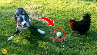 Funny Pets - Ducks and Chickens Attack! | Bad Pets