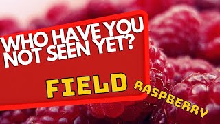 Blooming Field: Raspberries of Early Spring