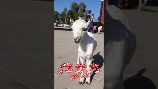 cute baby Barbri Goat Mashsllha