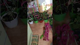 Я в кашпо цветы сажаю.🌸🌺🌱 Так красиво! Самой нравится! # продажарастений