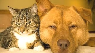 Cats And Dogs Friends Forever Compilation || NEW HD