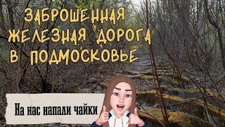 Заброшенная железная дорога / Наткнулись на лисят / Болото с чайками