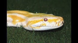 10 Interesting Fun Facts About SNAKES!