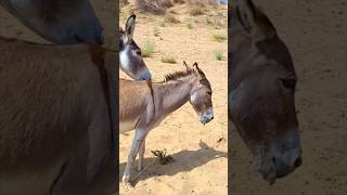 donkey#shorts #animals #shortsfeed