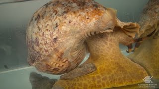 How a Crown-of-Thorns starfish reacts to the smell of a Giant Triton