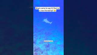 Shark came upto me to say hi in Maldives!