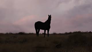 Wild Horses of Oregon by Mustang Meg