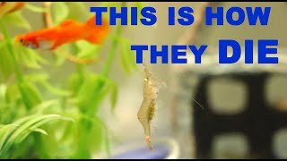 HOW GHOST SHRIMPS DIE (Last Swim Before It Dies. SAD)