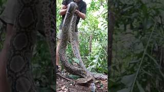 Ular python raksasa hutan Borneo Kalimantan#Shorts